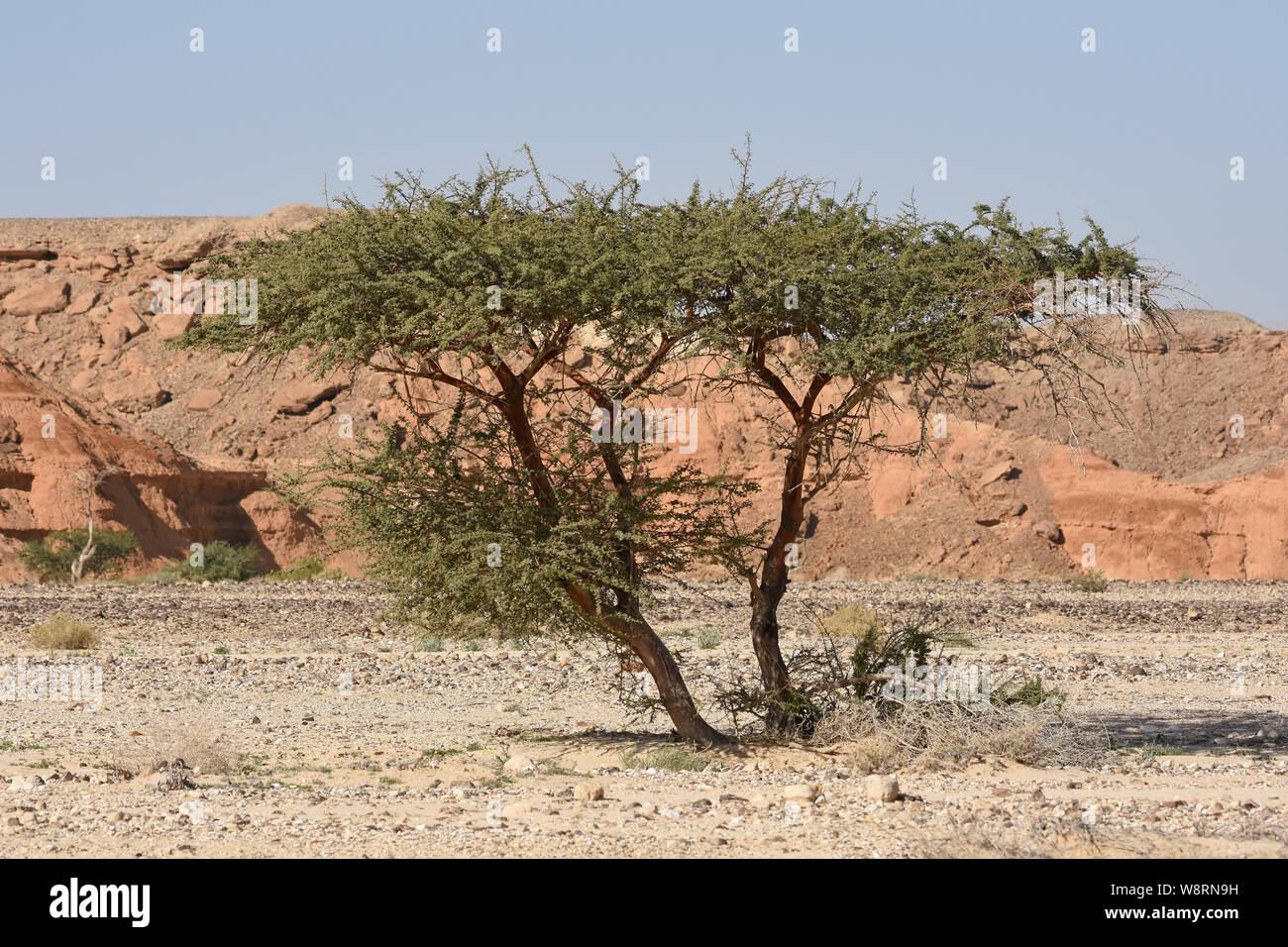 Acacia In The Desert Stock Photo Alamy Acacia In The Desert Stock Photo Alamy