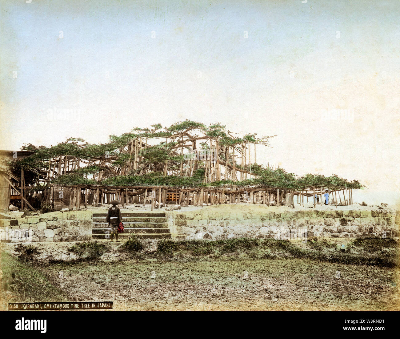 1890s Japan - Pine Tree at Karasaki ] — The famous Pine Tree at