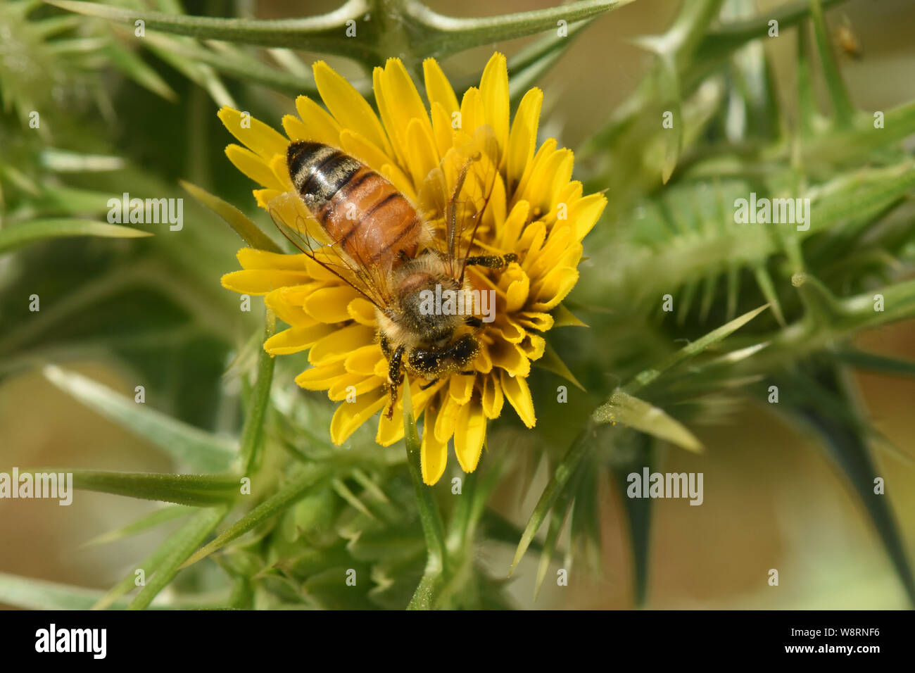 Bee on yellow thorn flower Stock Photo