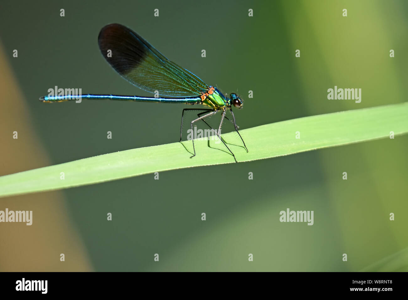 Male Jewelwing damselfly.rest on a leaf Stock Photo