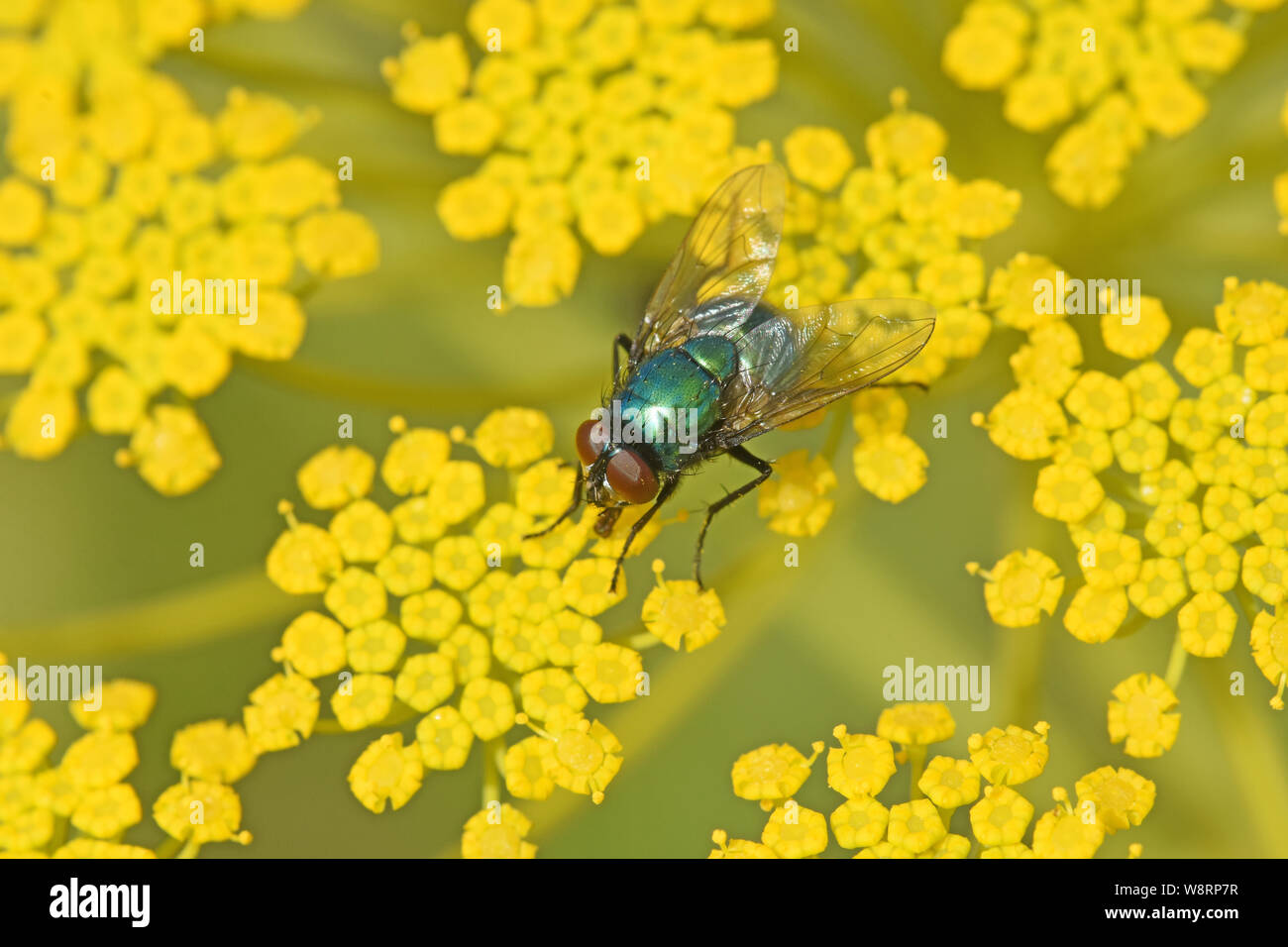Green fly feeding on flower Stock Photo