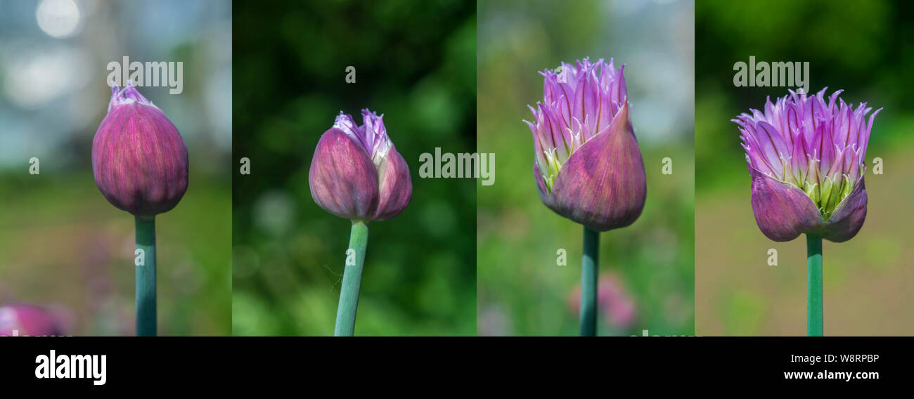 Three onion flower buds in different stages of development. Onion