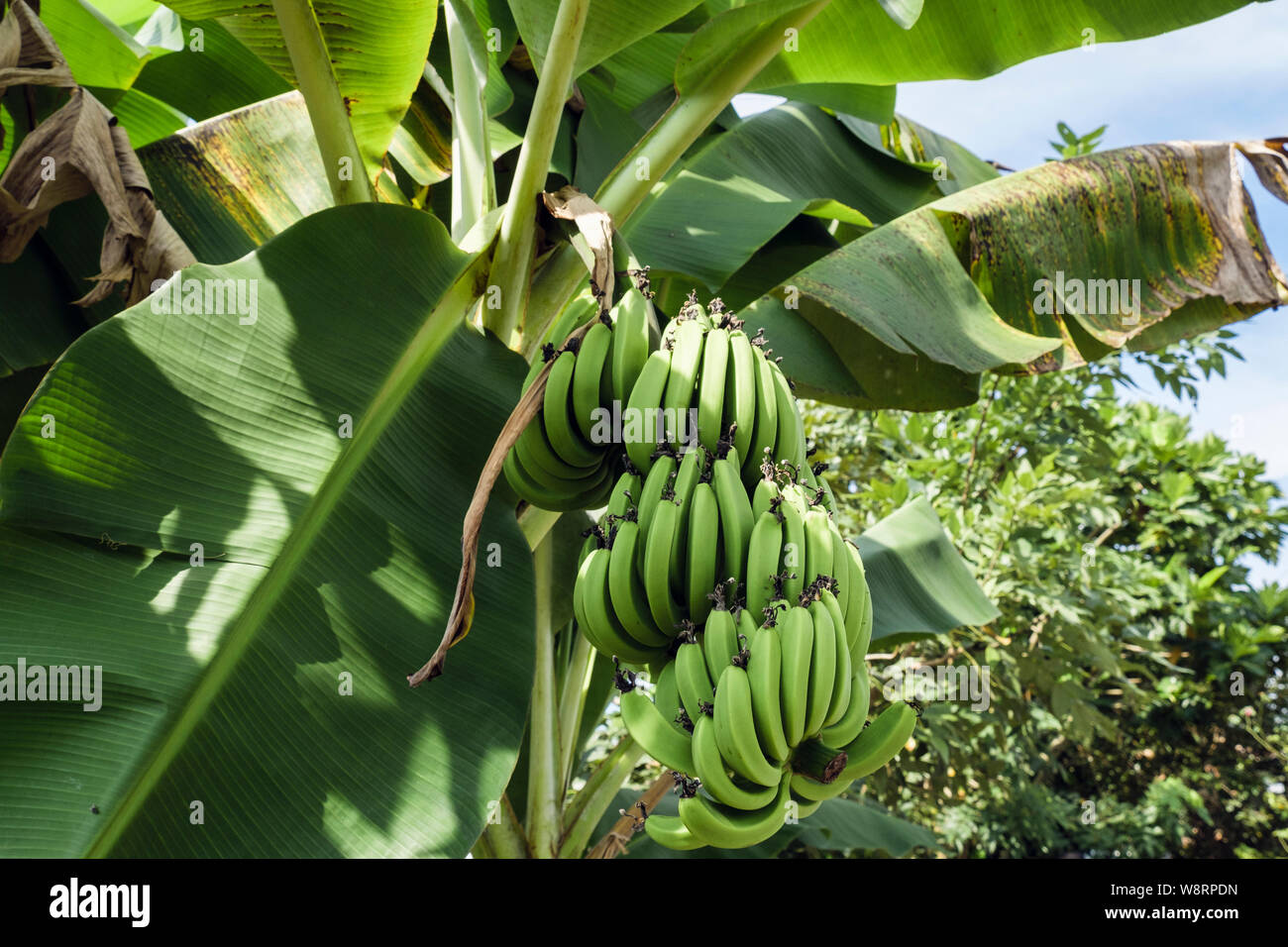 Bananas growing trees hires stock photography and images Alamy
