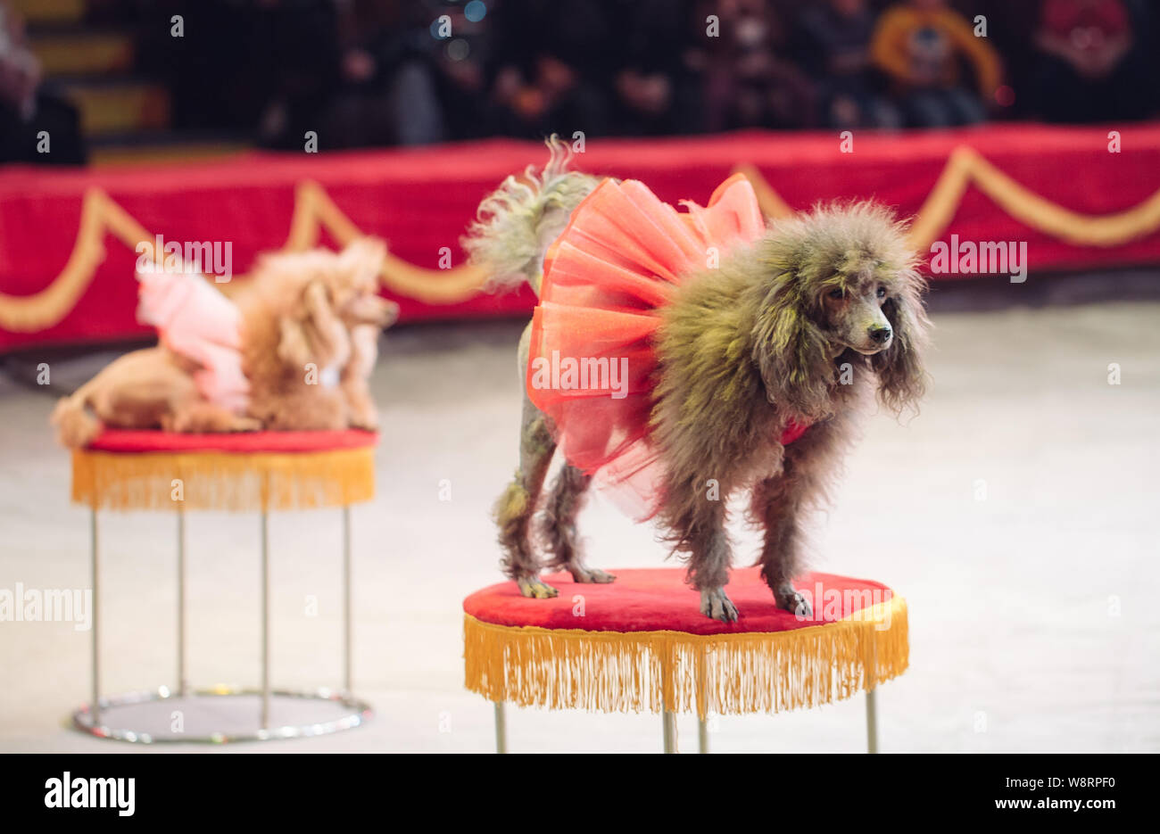 the Dogs Performance in the Circus arena Stock Photo - Alamy