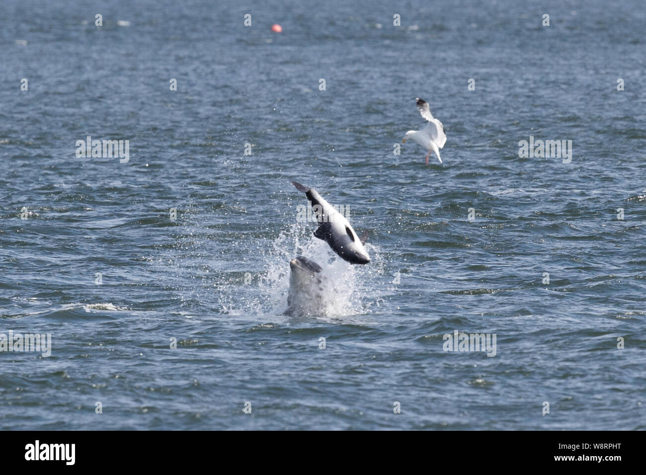 Bottlenose dolphin at Chanonry Point in the Scottish Highlands Stock Photo