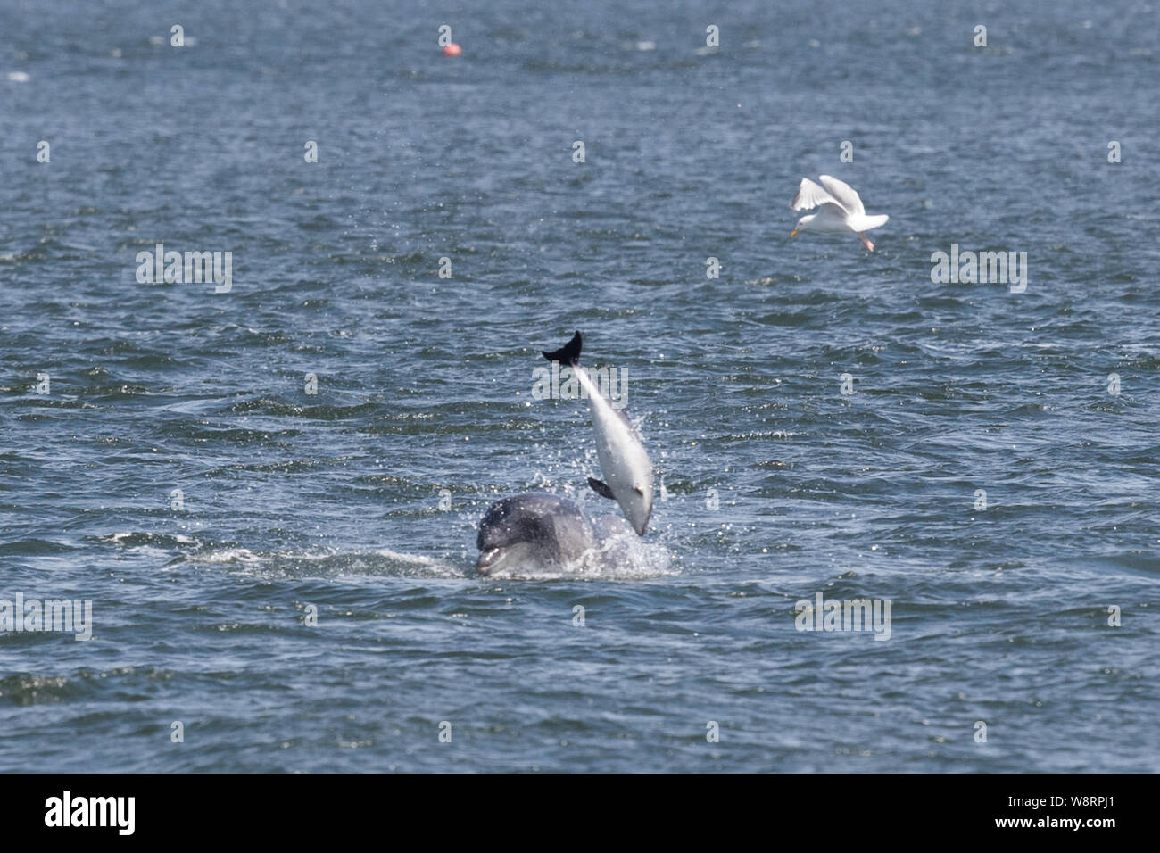 Bottlenose dolphin at Chanonry Point in the Scottish Highlands Stock Photo