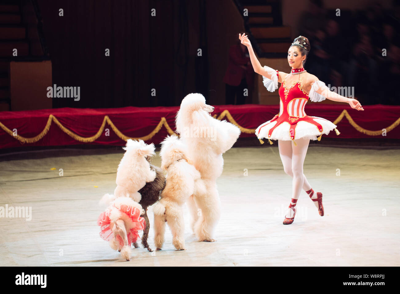 Woman with dog in circus hires stock photography and images Alamy
