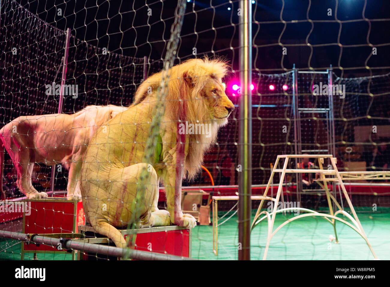 Lion in circus arena cage. Performance in the Circus arena Stock Photo ...