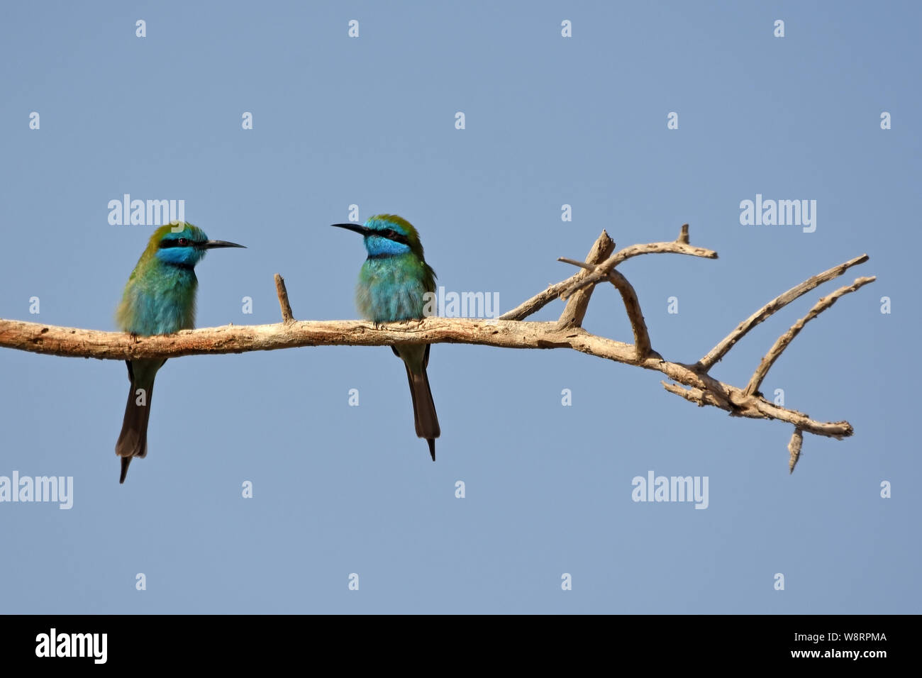 Green Bee Eater, Merops orientalis Stock Photo