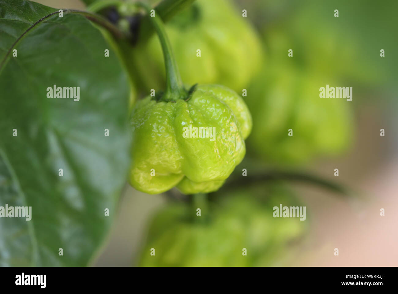 Chili peppers in a garden Stock Photo Alamy