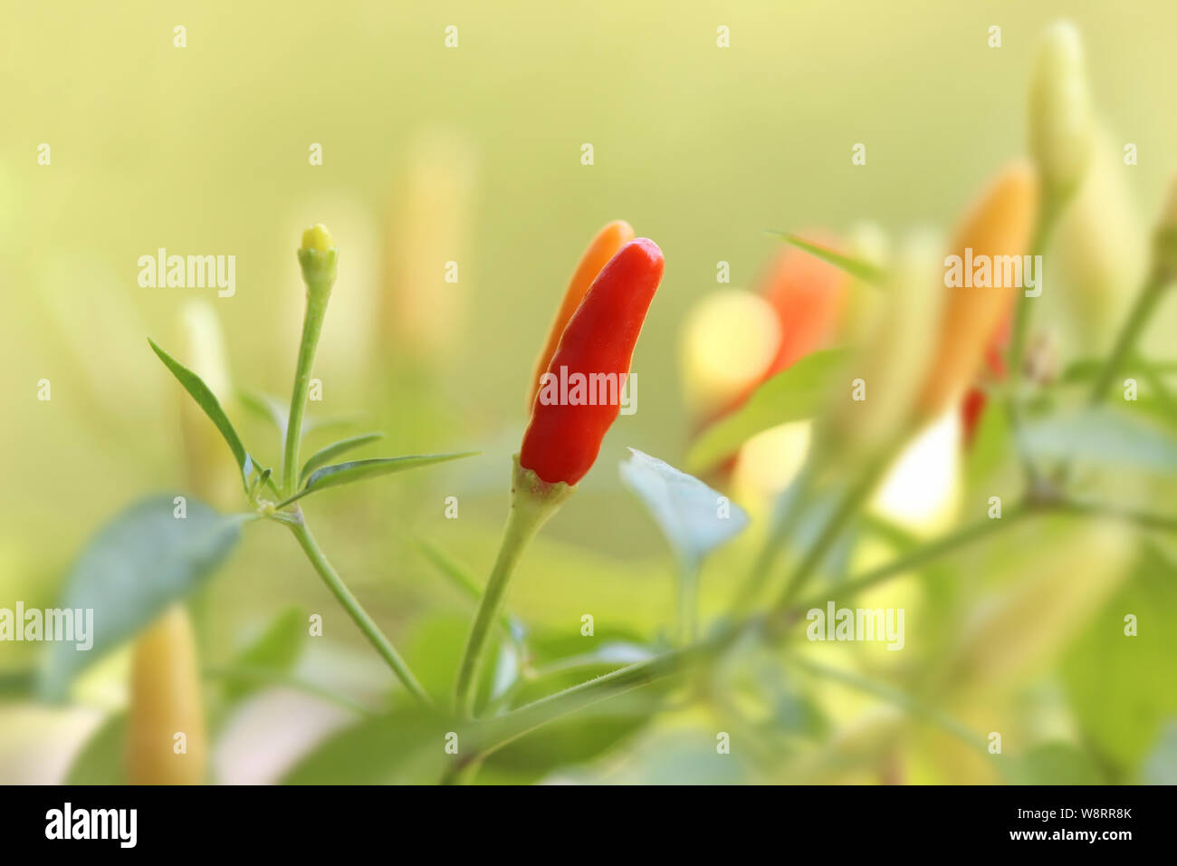 Chili peppers in a garden Stock Photo - Alamy