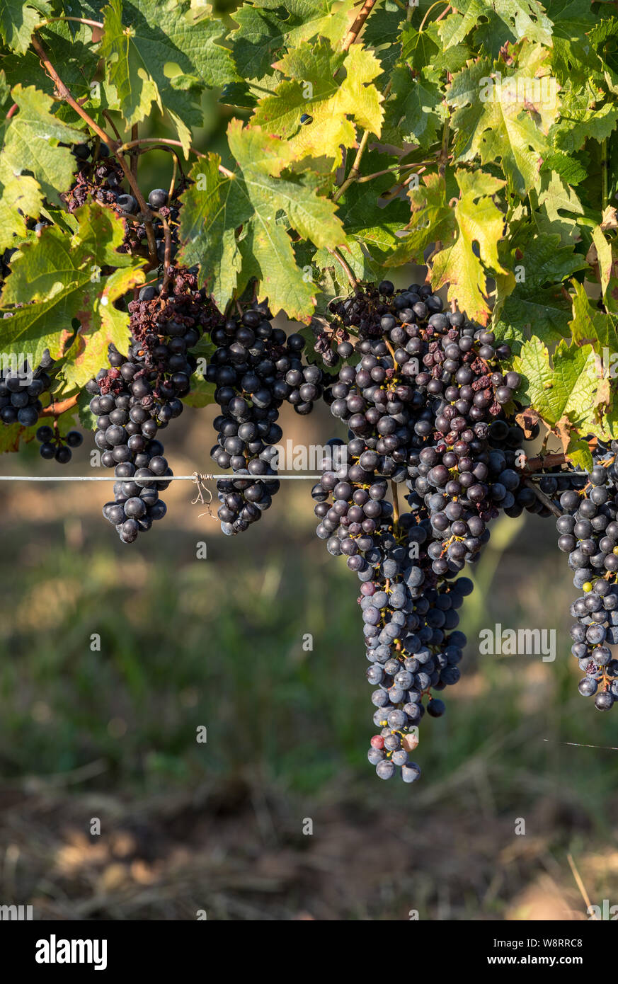 Red wine grapes ready to harvest and wine production. Saint Emilion