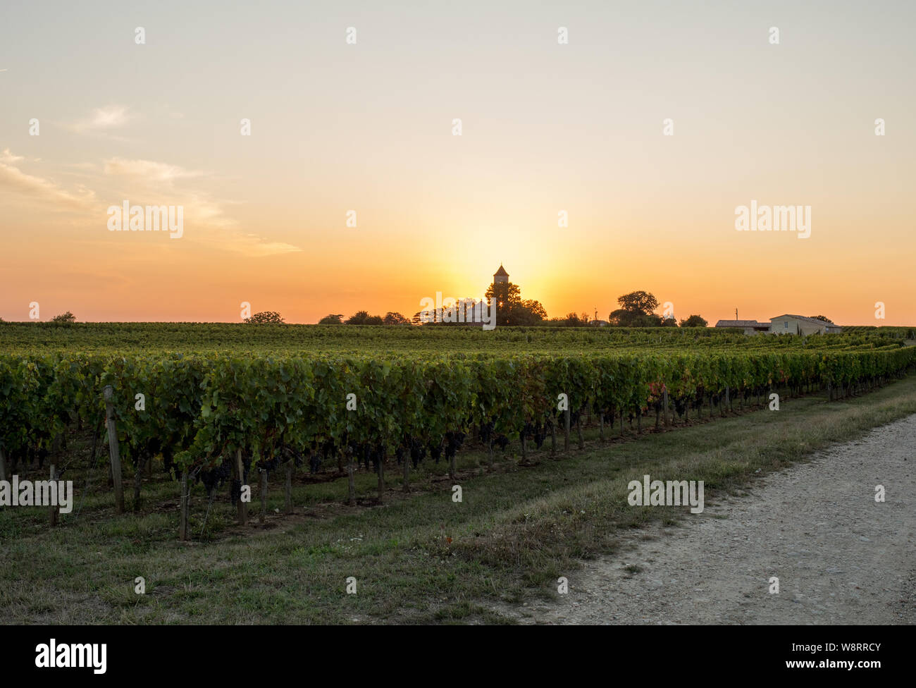 Sunset over the vineyards of Montagne near Saint Emilion. Gironde, Aquitaine. France Stock Photo