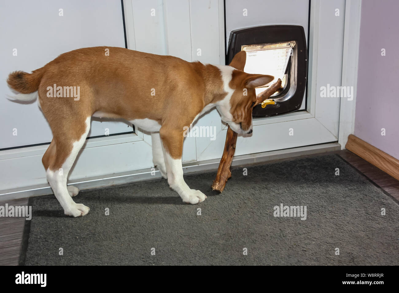 Basenji breed dog chewing piece of wood and try pull it in side a house by the door Stock Photo