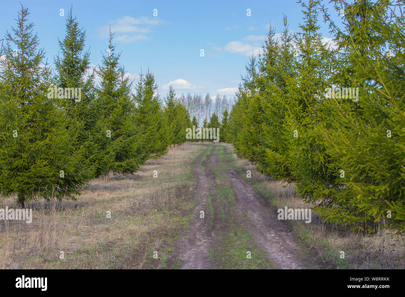 Among Conifers High Resolution Stock Photography and Images - Alamy