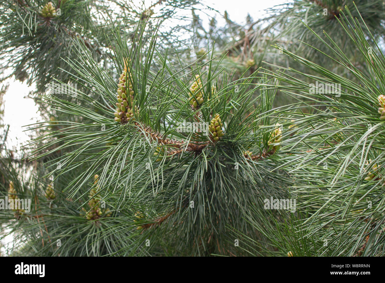 Yellow Pine European Conifer Close Up Kidneys Pine Cones Needles Yellow European Pine Branches Of Yellow Pine With Cones Stock Photo Alamy