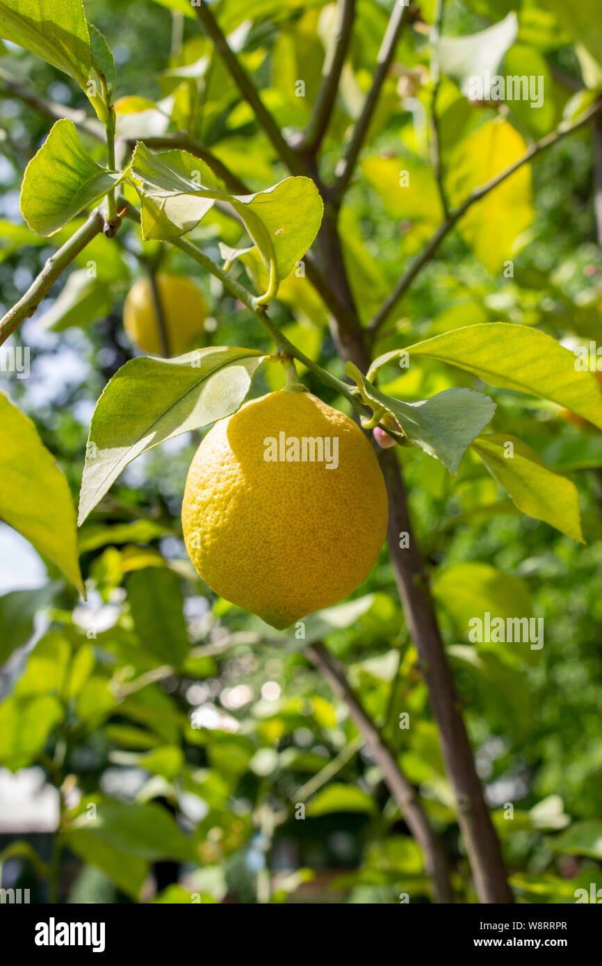 Ripe yellow citrus lemon hanging on a branch with green leaves. Ripe fruit of lemon tree fresh