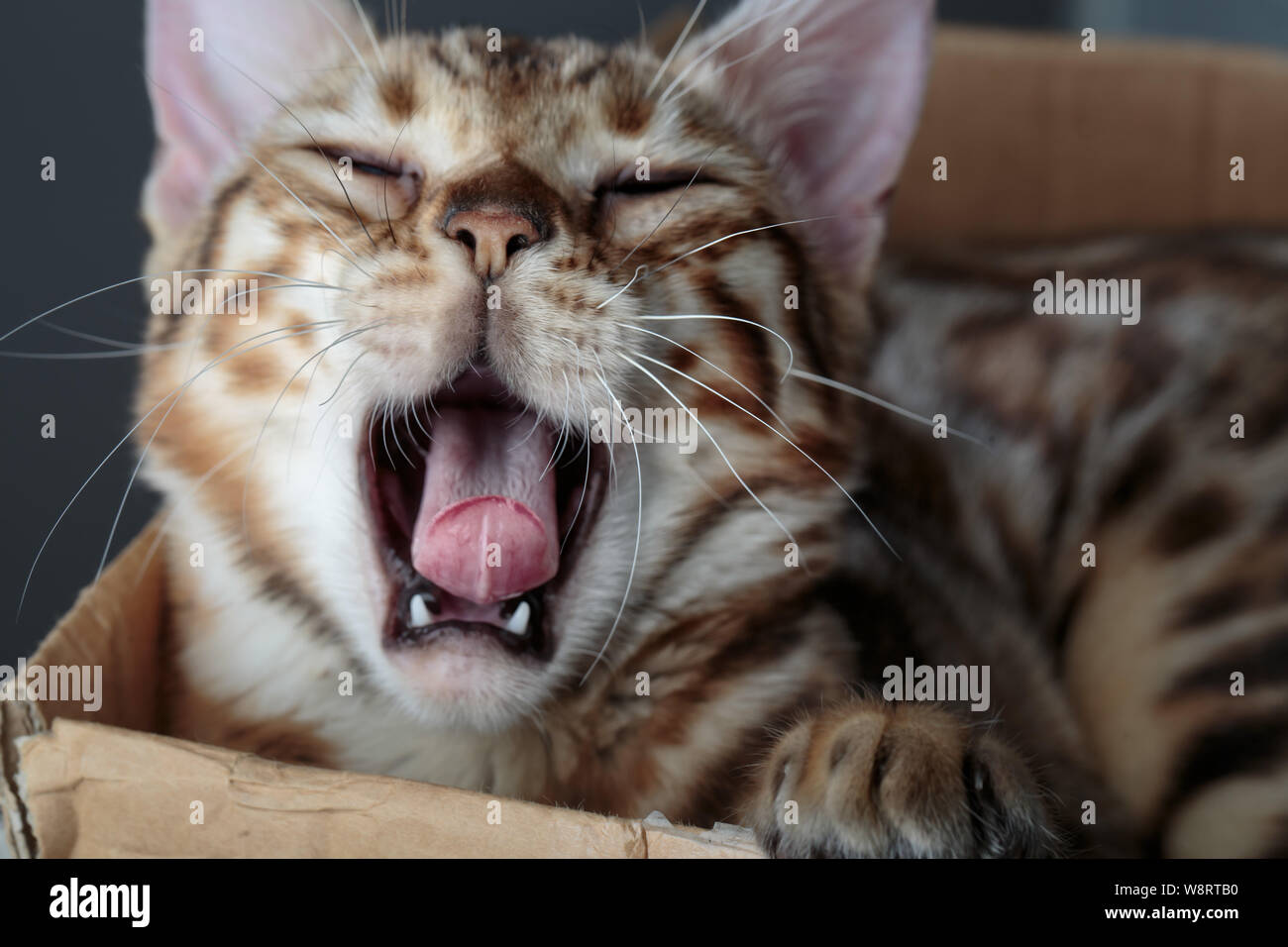 Portrait of Young Bengal Cat having fun in her in Cardboard Box Stock Photo