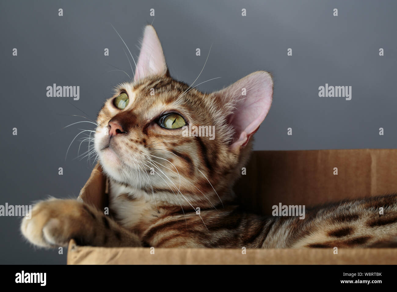 Portrait of Young Bengal Cat having fun in her in Cardboard Box Stock Photo