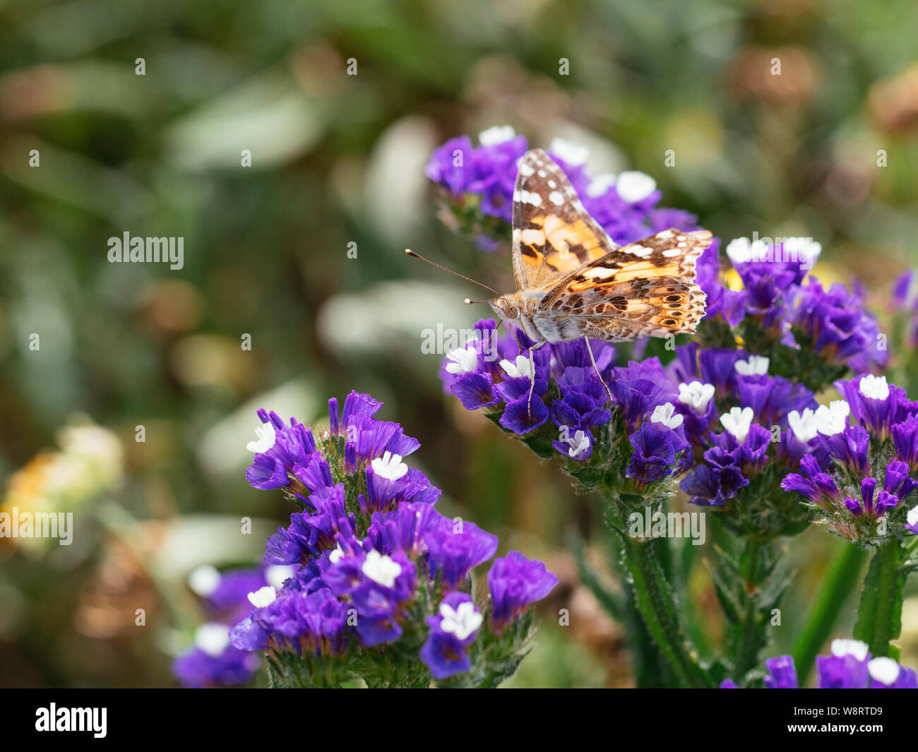 Painted lady butterfly feeding on Limonium sinatum flowers. Stock Photo