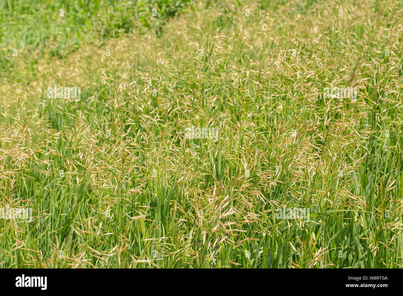 Wild grass with ripe panicles of seeds, background wallpaper banner. Bromopsis inermis Poaceae Family Stock Photo