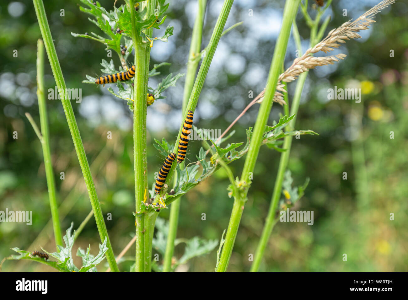 Simple Visual Guide: 17 Types of Striped Caterpillars That May Be Eating  Your Plants – Garden Betty