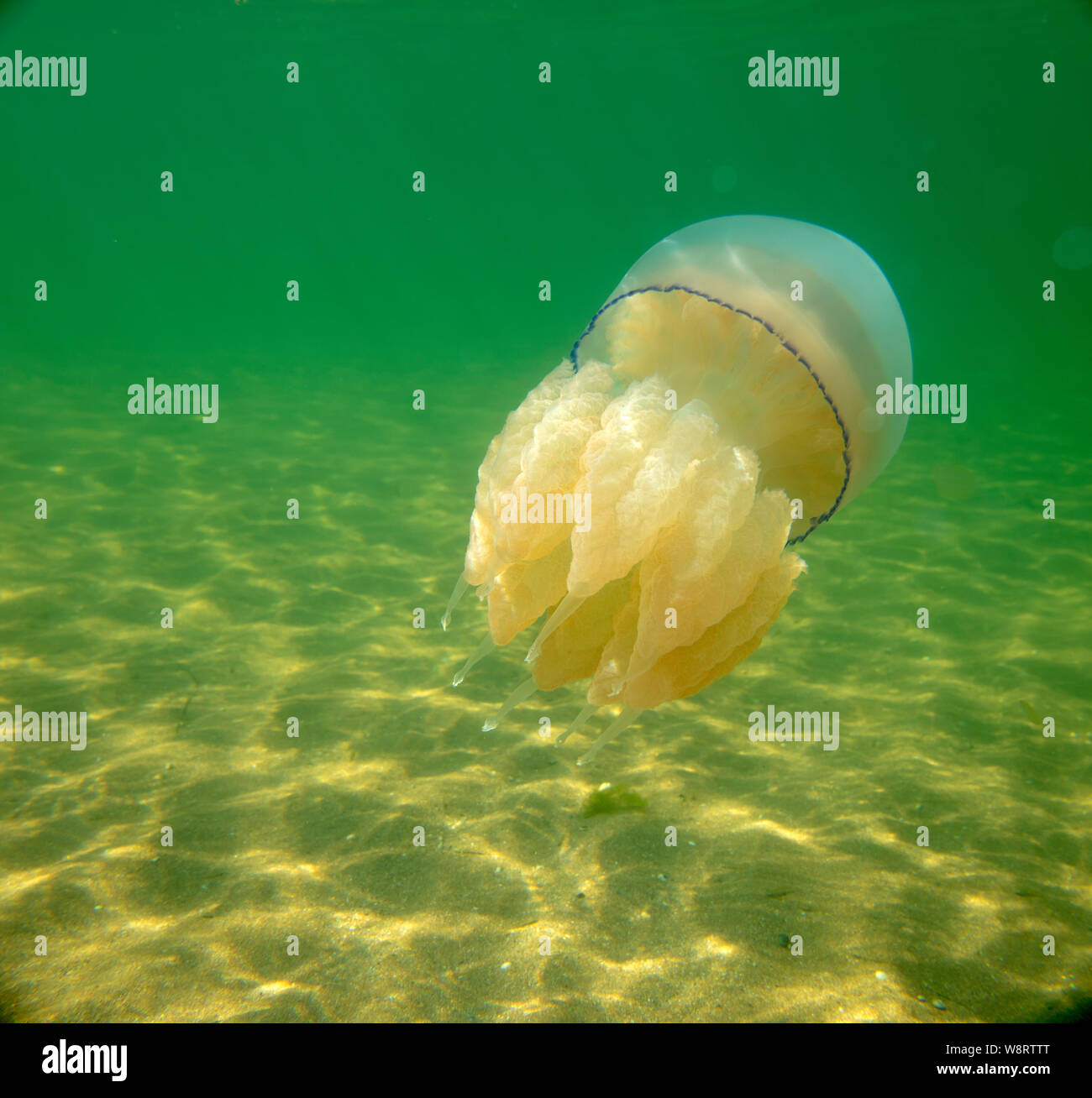 Large marine jellyfish, in a natural habitat Stock Photo Alamy