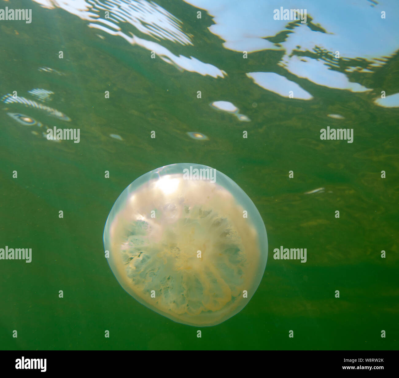 Large marine jellyfish, in a natural habitat Stock Photo Alamy