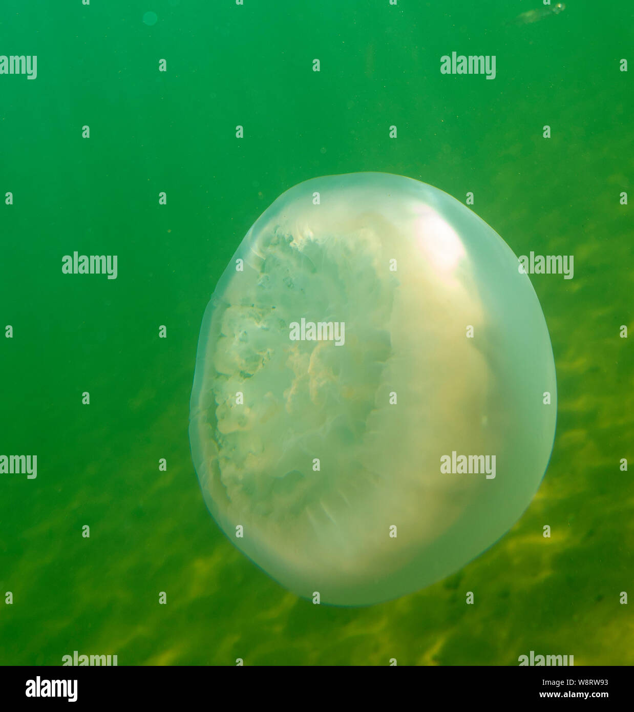 Large marine jellyfish, in a natural habitat Stock Photo Alamy