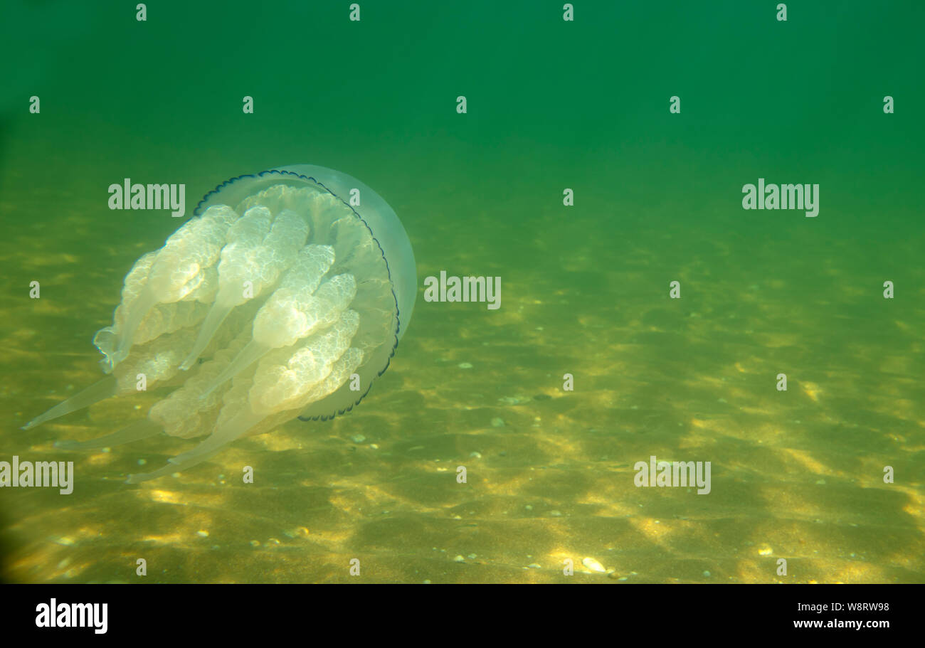 Large marine jellyfish, in a natural habitat Stock Photo Alamy