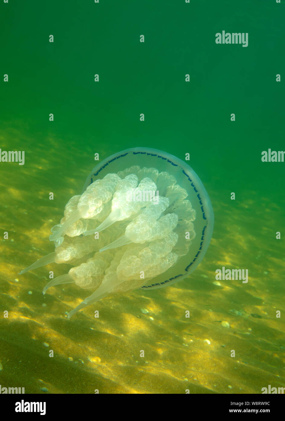 Large marine jellyfish, in a natural habitat Stock Photo Alamy