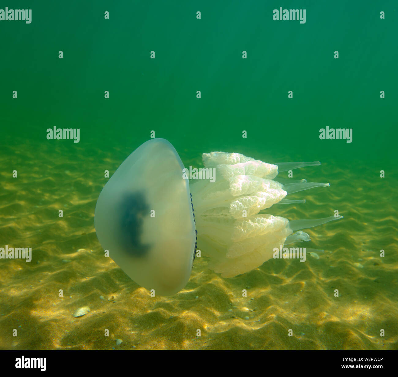 Large marine jellyfish, in a natural habitat Stock Photo Alamy