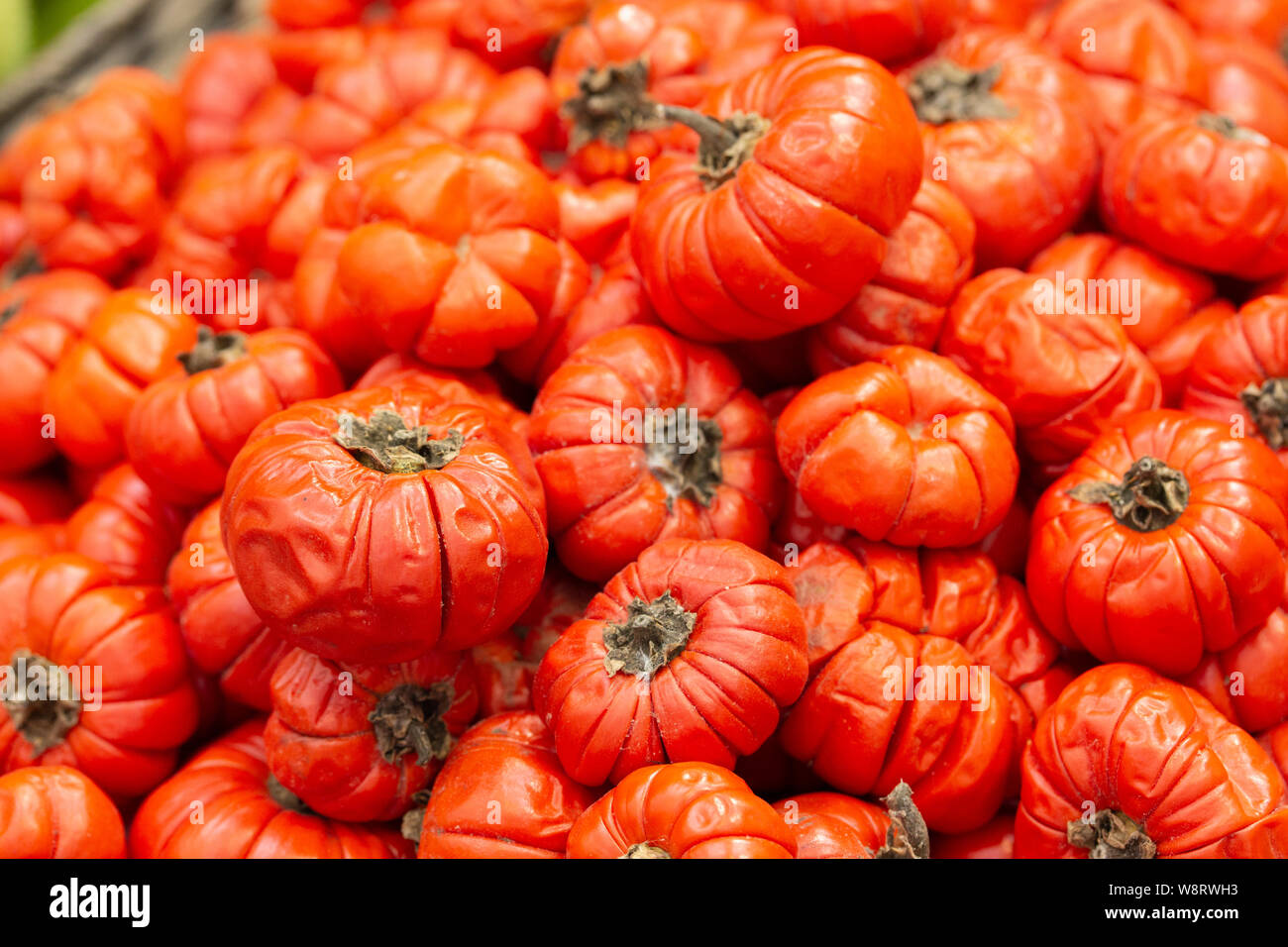 Exotic fruit has many names Solanum aethiopicum, Solanum gilo, Jilo, Chinese Scarlet Eggplant, Garden eggs, Japanese Golden Eyes, Mock Tomato, Pumpkin Stock Photo