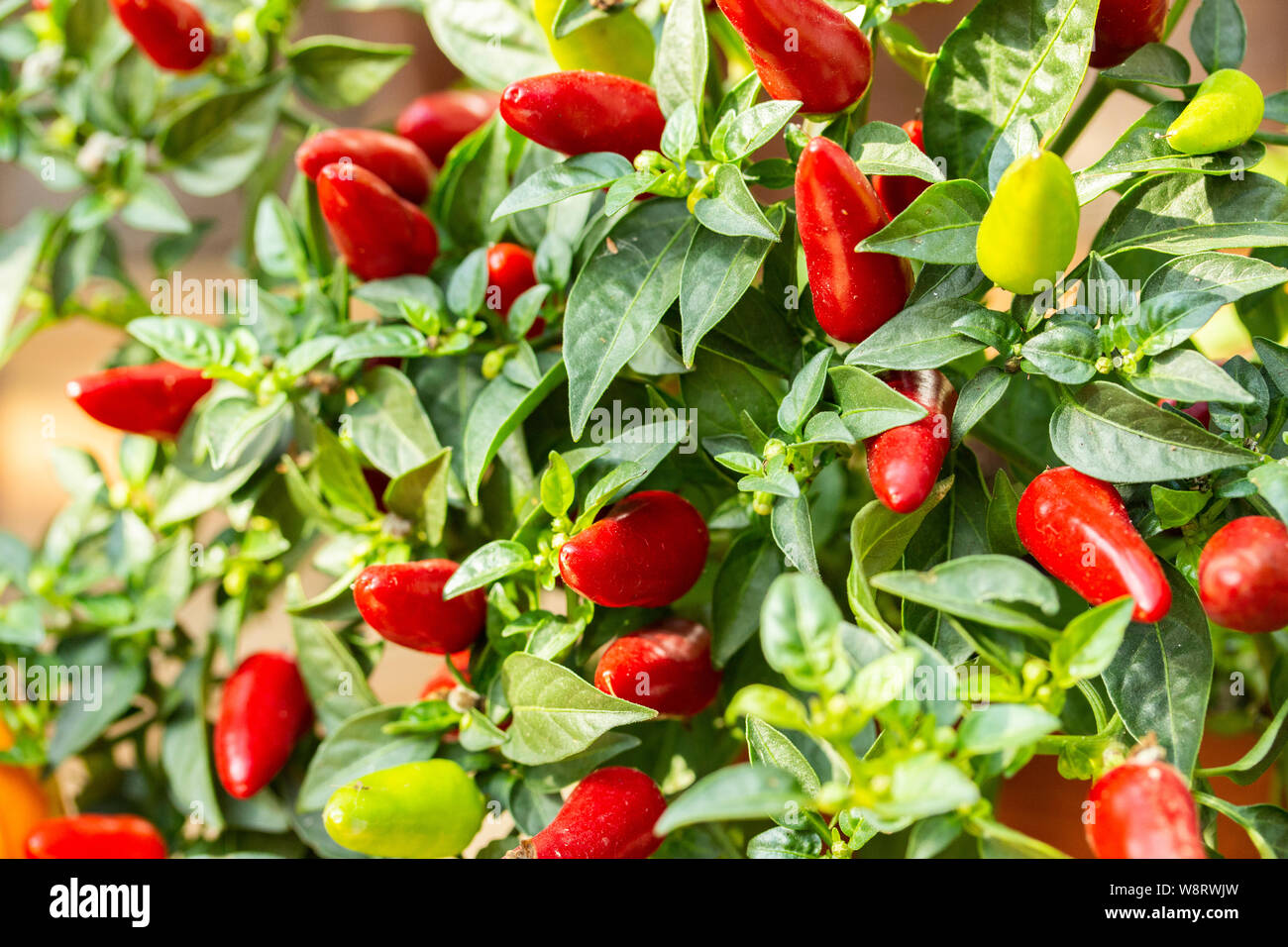 Organic bird chili Capsicum frutescens, many small hot chili peppers on a bush, background wallpaper close-up. Vegetable harvest, mini jalapeno pepper Stock Photo