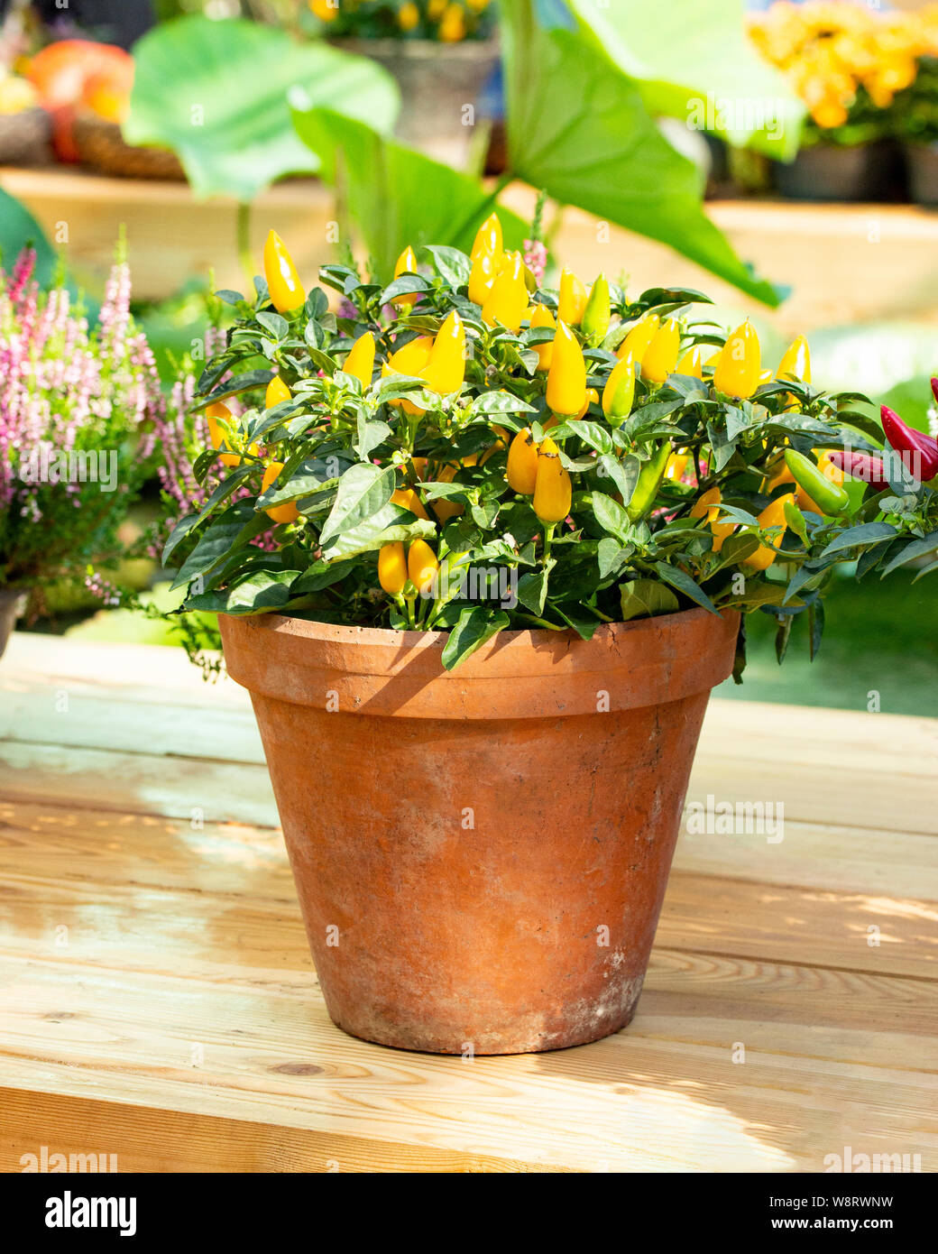 Jalapeno chili pepper leaf flower hires stock photography and images