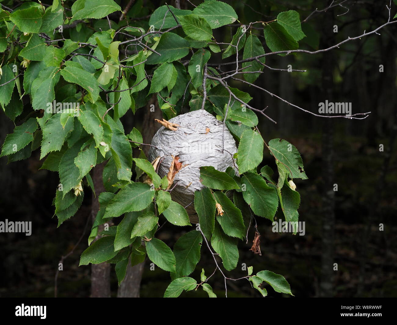 Large nest of wasps hanging from a tree branch Stock Photo