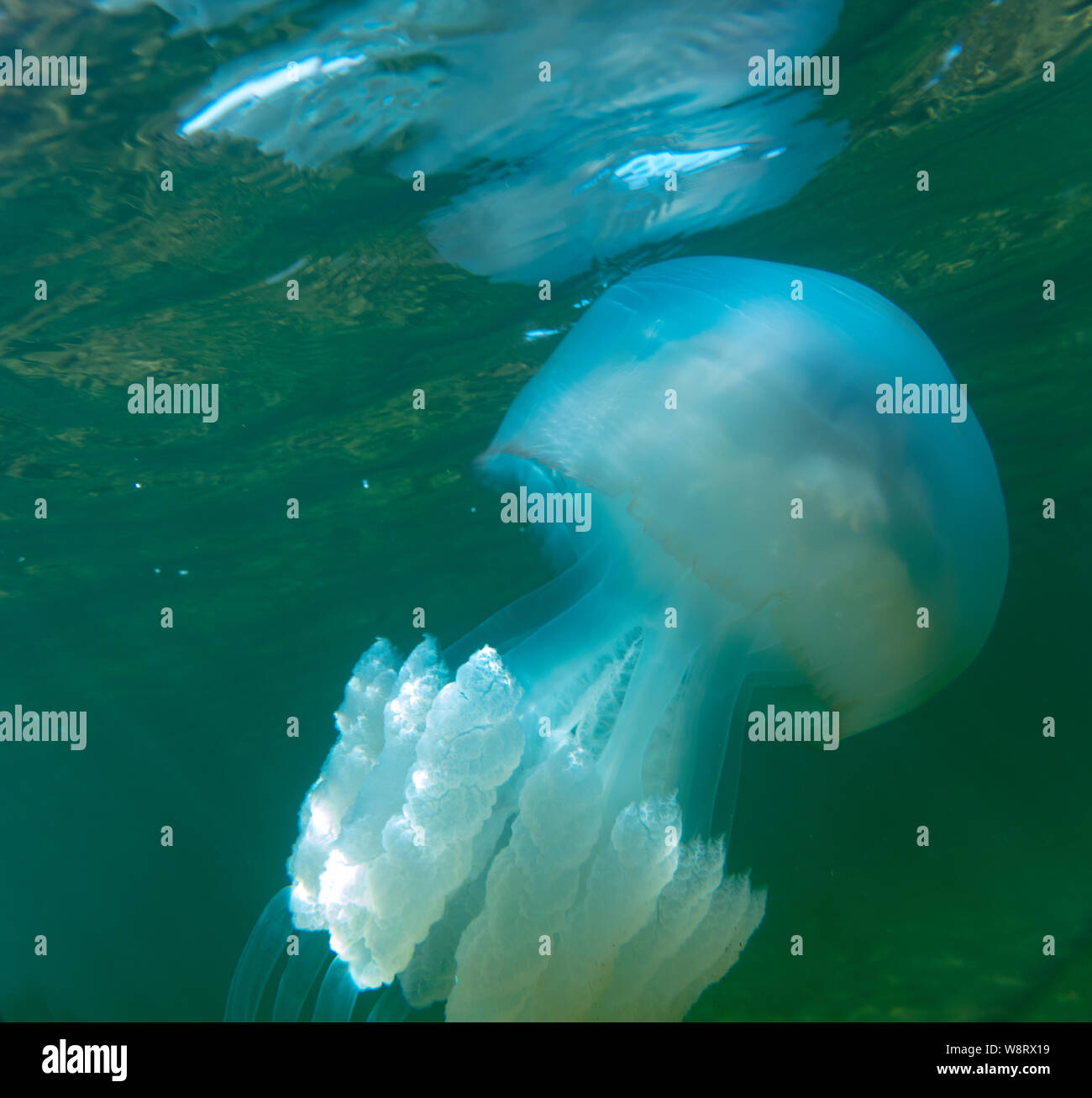 Large marine jellyfish, in a natural habitat Stock Photo Alamy