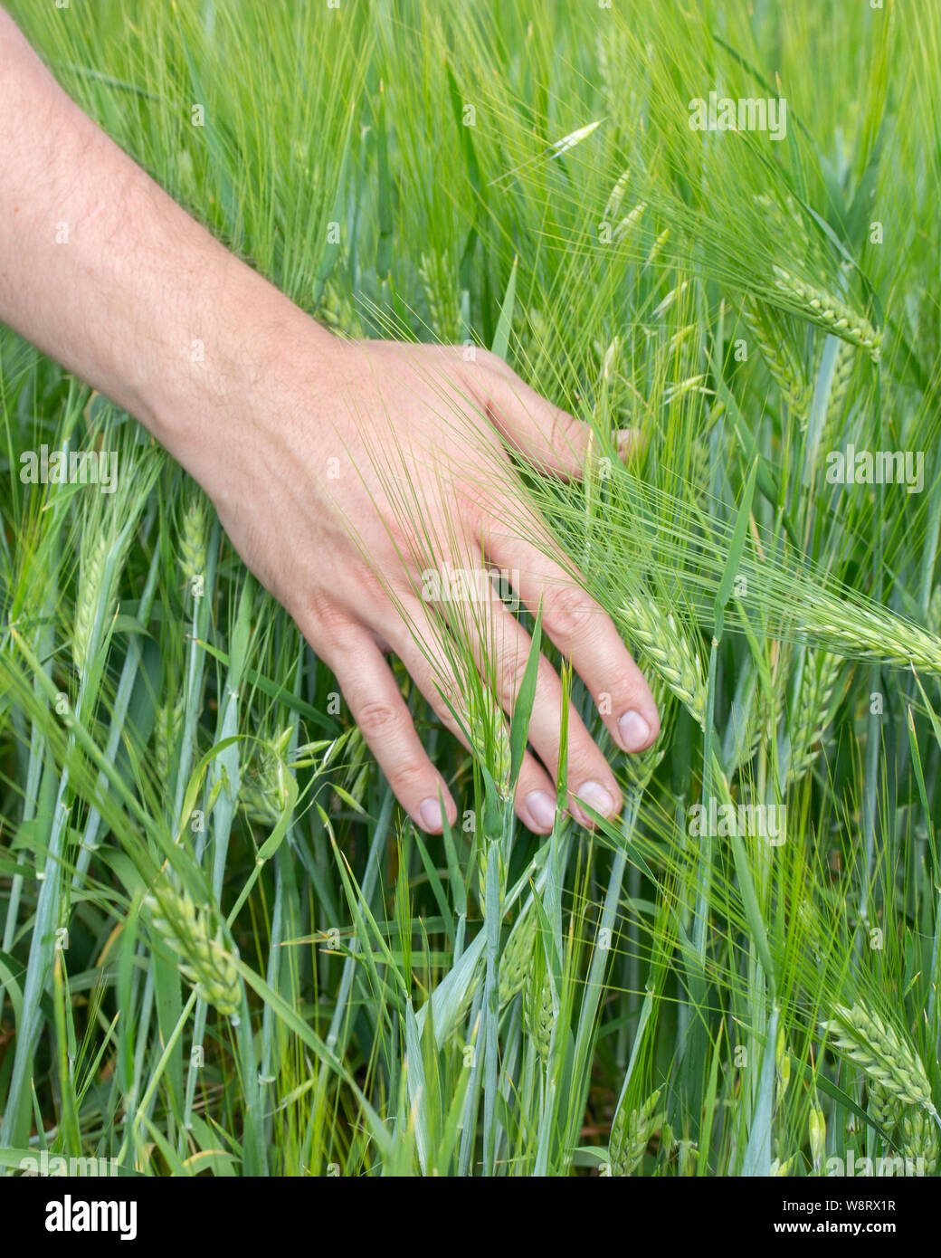 The farmer touches the ears of cereal crops rye barley. Green spikelets