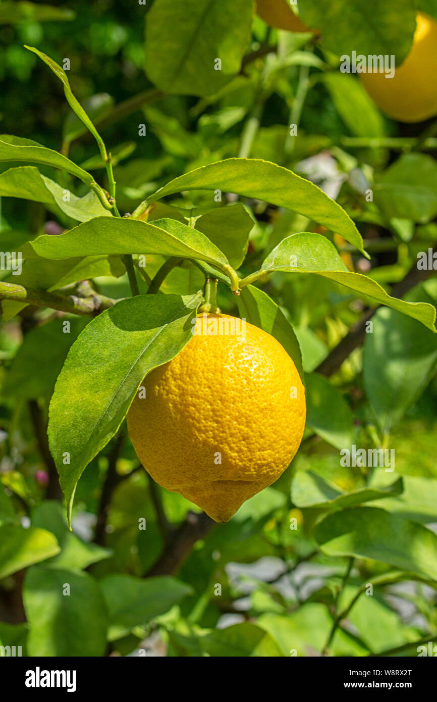 Lemon tree with ripe yellow lemon fruit hanging on a branch among the leaves. Citrus lemon in nature, sunny fruit of the lemon tree, vertical. Sour ri Stock Photo