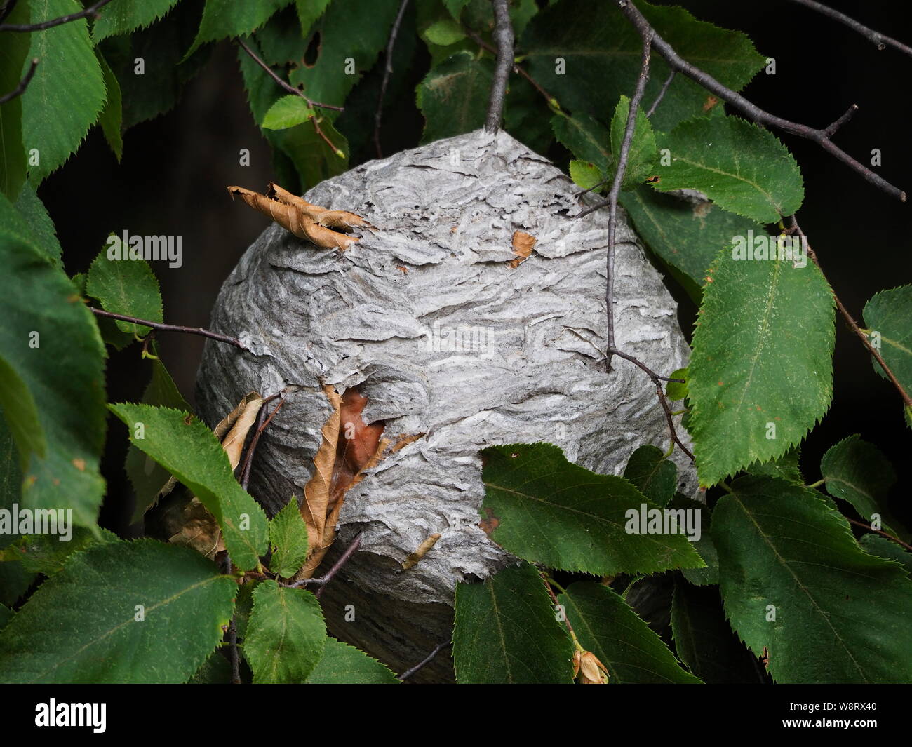 Close-up of a large nest of wasps hanging from a tree branch Stock Photo