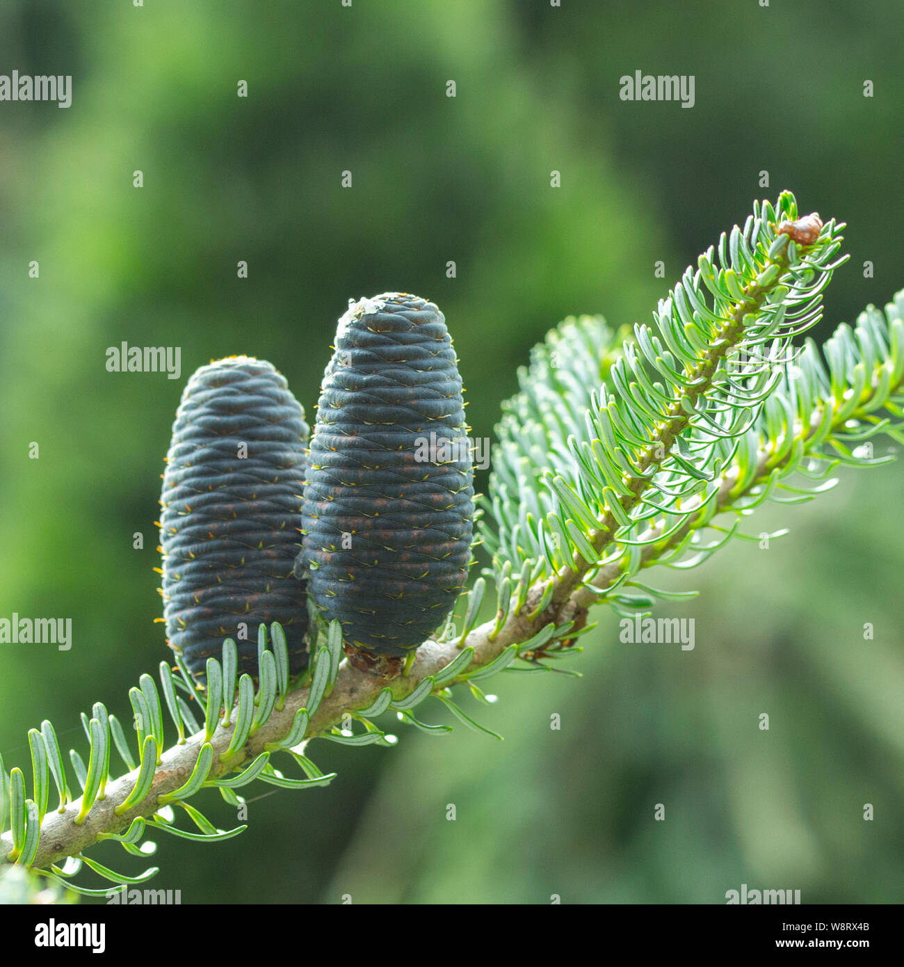 Cones of the Korean blue fir, purple coniferous cones on the branch of fir tree. Two purple cones on the fir branch with pine leaves Stock Photo