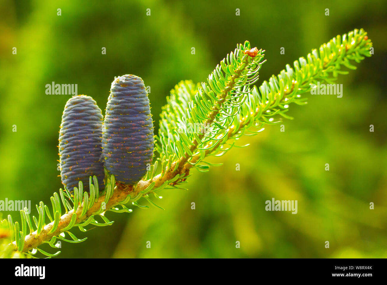 Korean fir, coniferous tree with minimus blue cones and bright green needles. Two purple cones on the fir branch with pine leaves Stock Photo