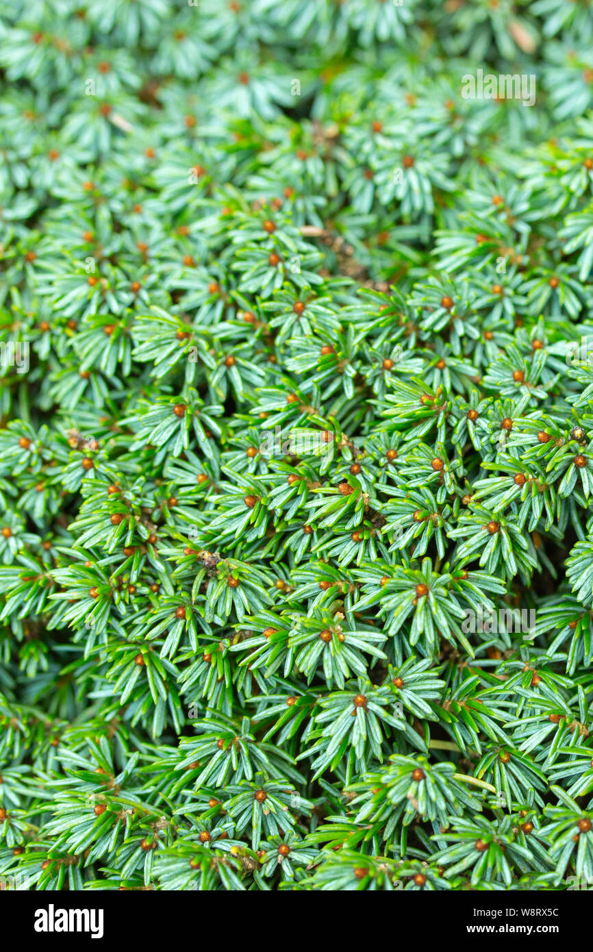 Evergreen coniferous juniper Juniperus bright green color background texture close-up. Ground leaves of juniper tender greens juicy color Stock Photo