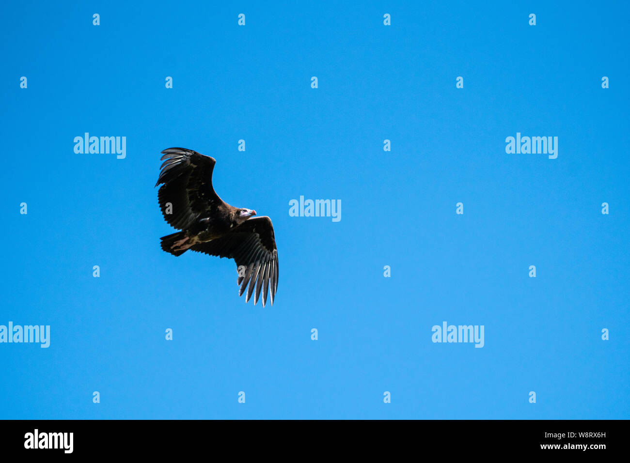 White-headed vulture (Trigonoceps occipitalis) Critically endangered bird species endemic to Africa. In flight with a blue sky background. Photographe Stock Photo