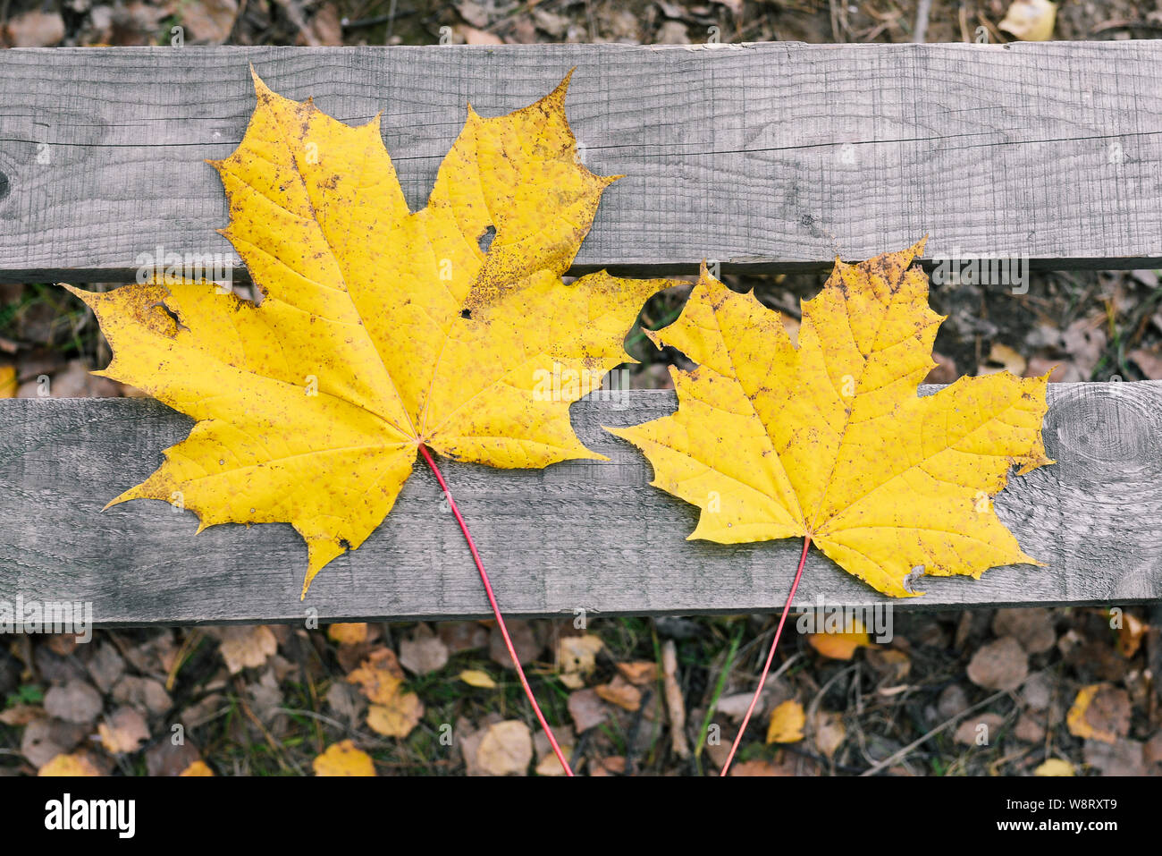 Autumn leaves lie on a wooden bench. Dry yellow maple leaves. Nature, change of season. Flat lay, top view Stock Photo
