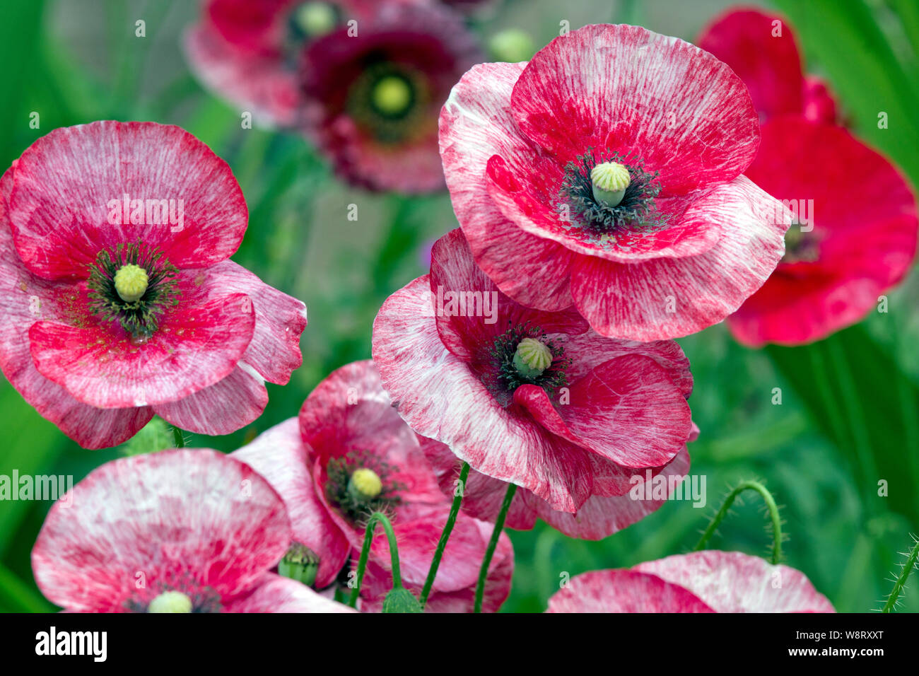 Papaver rhoeas 'Mother Of Pearl' Stock Photo