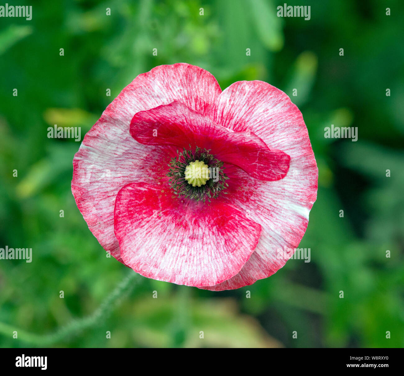 Papaver rhoeas 'Mother Of Pearl' Stock Photo