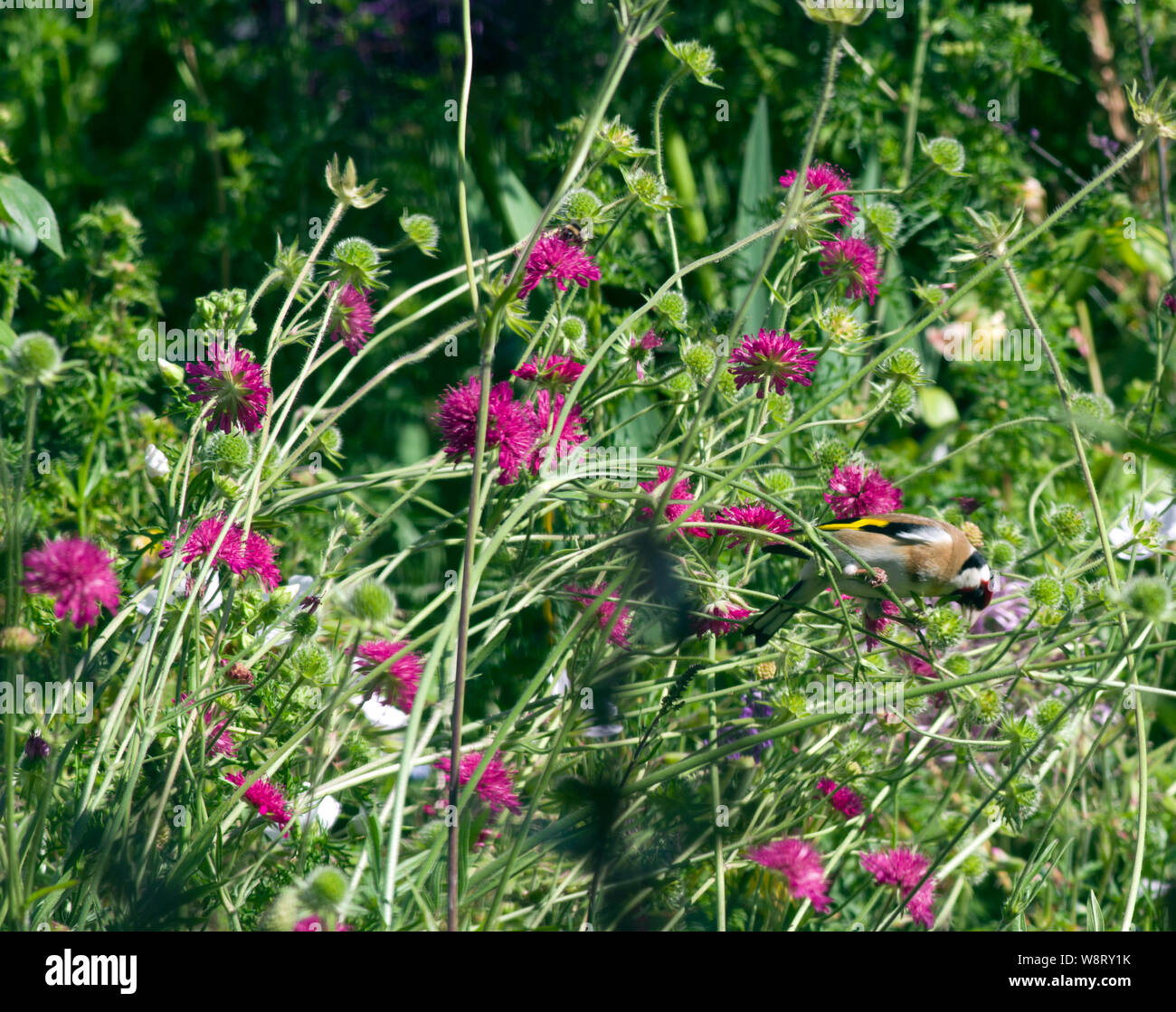 European Goldfinch feeding on the seeds of Knautia macedonica Stock Photo