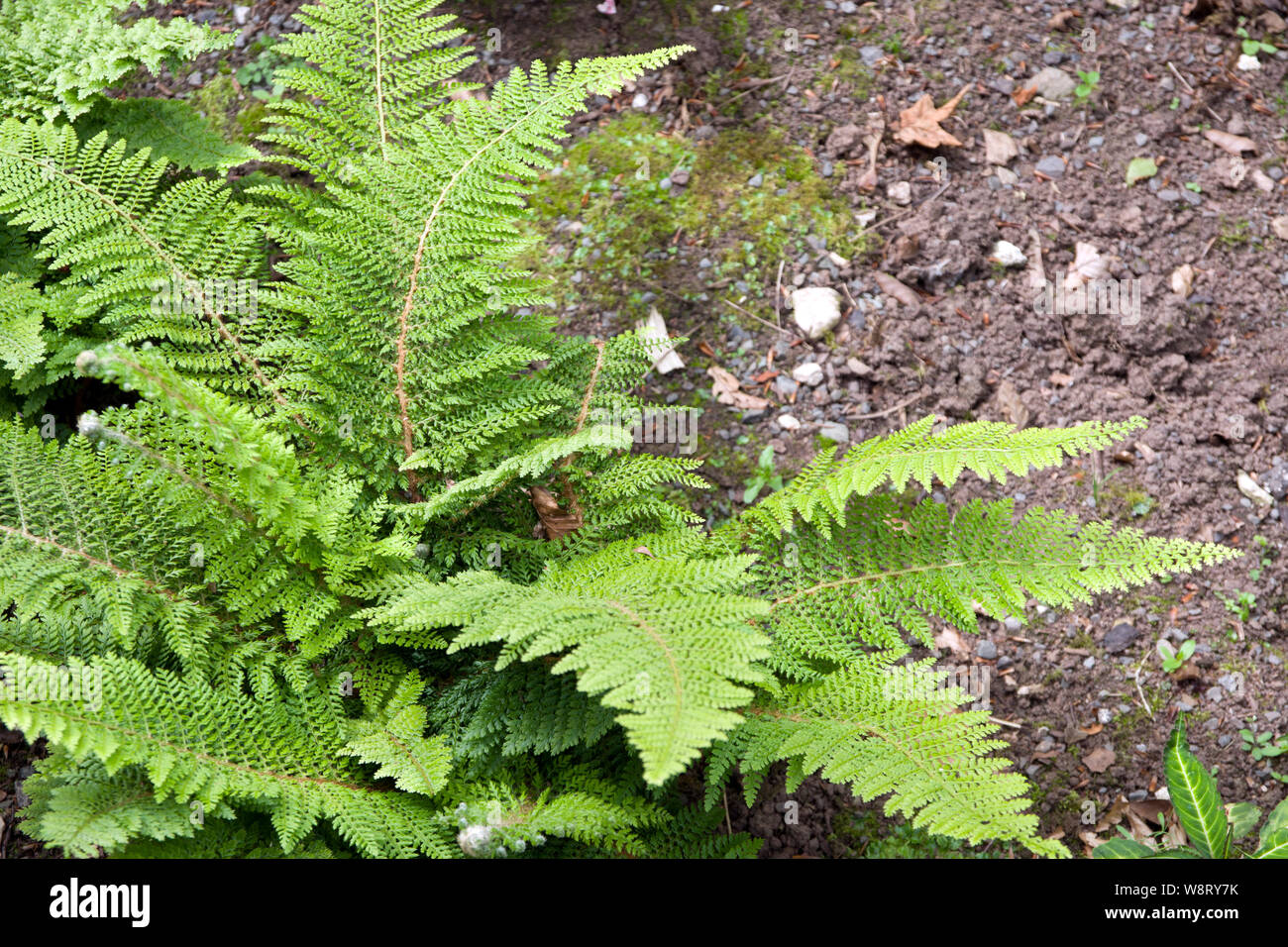 Polystichum setiferum 'Plumosum Densum' soft shield fern Stock Photo