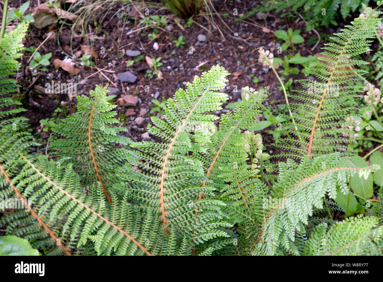 Polystichum setiferum, soft shield fern Stock Photo